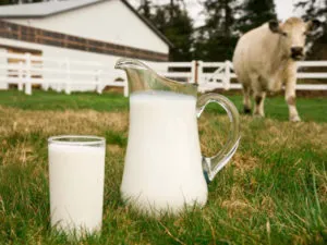 Когда молоко появляется у коровы?