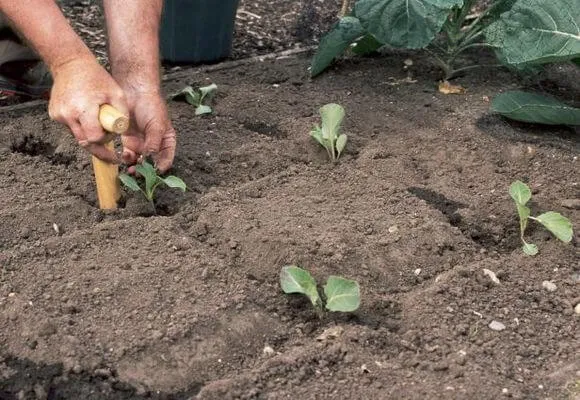 Выращивание капусты на грядке в ряду