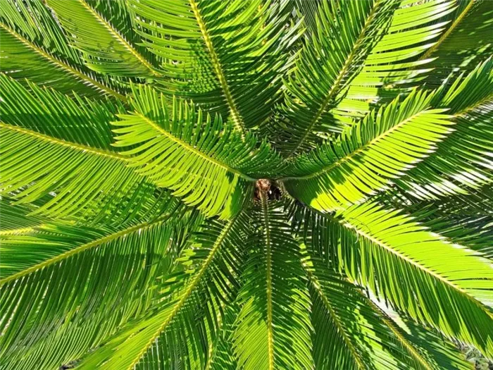 Листья кокоса.