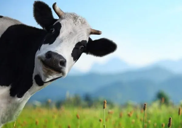 Как возникли прозвища коров?
