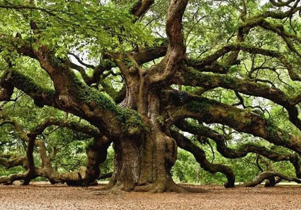 Зрелый дуб