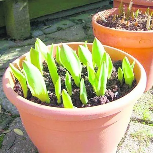 Выращивание тюльпанов