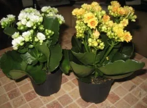 Как вырастить каланхоэ: как вырастить цветы в домашних условиях?