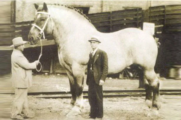 Лошадь ширской породы по кличке Самсон, обладатель рекорда веса