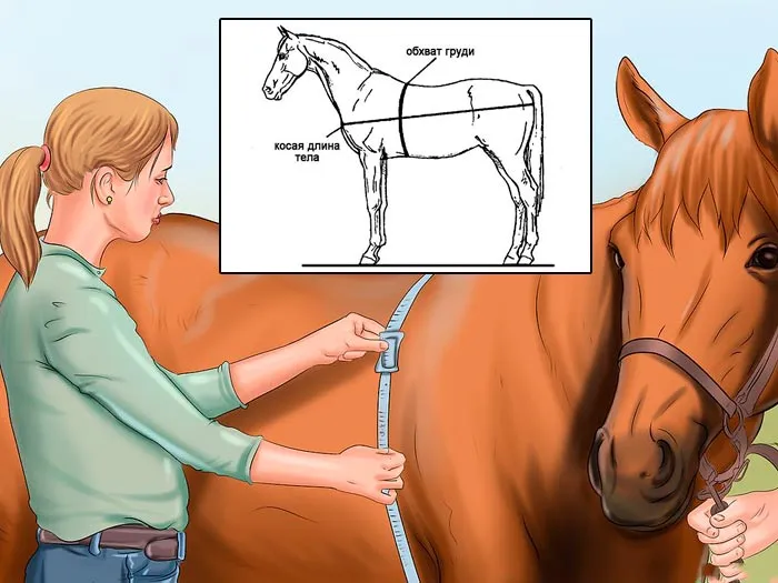Измерение лошадей