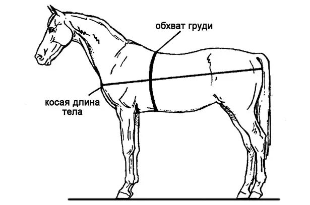 Измерение лошадей для определения живого веса