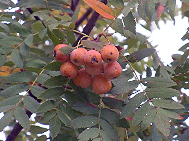 Яблоня (Sorbusdomestica)