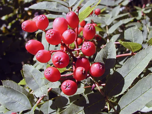 Нанакамадо (Sorbus sambucifolia)