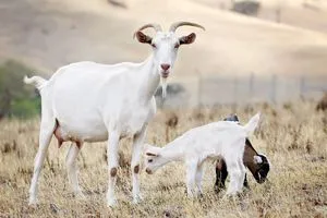 Выявление беременных коз