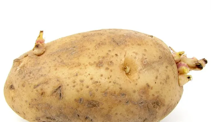 Что такое клубень картофеля: описание растения, развитие и применение