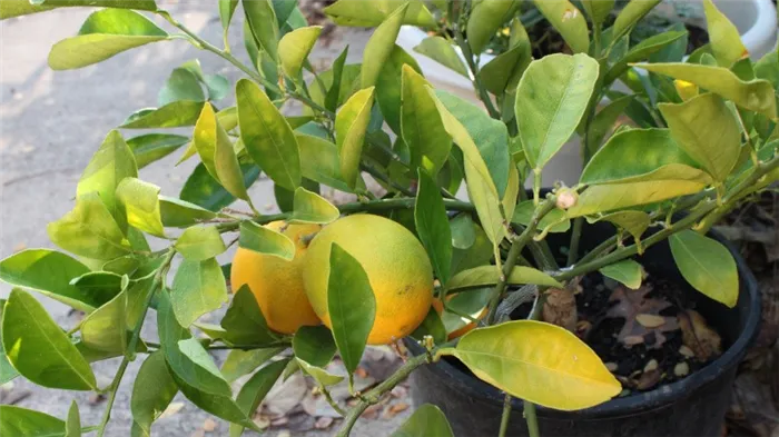 Что делать, если листья лимона опадают