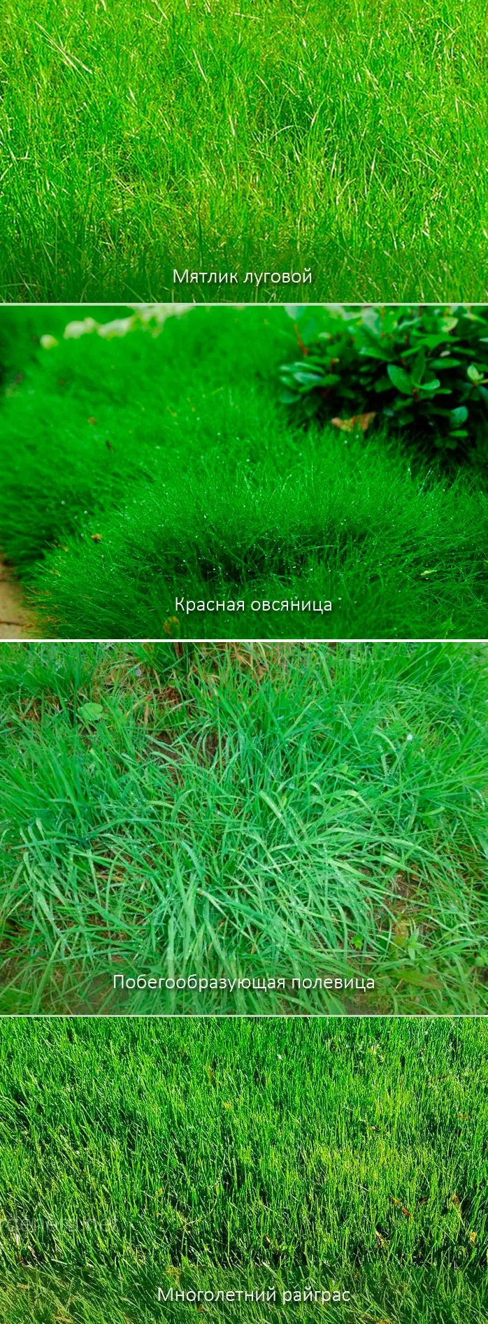 Газонная трава фото с названиями и описанием