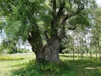 Тополь (Populus nigra)