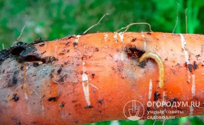 Личинки морковной мухи (см. фото) - один из самых распространенных и опасных вредителей этой культуры.