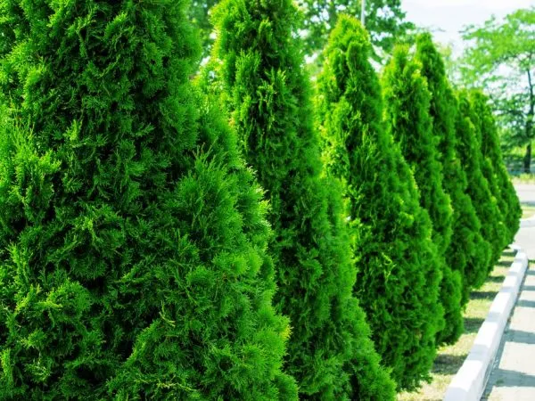 Как выбрать подкормки для растений, чтобы ускорить рост гвоздичных деревьев
