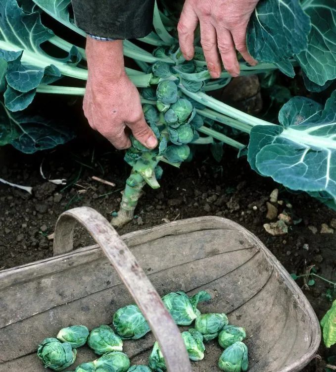 Уборка и хранение брюссельской капусты