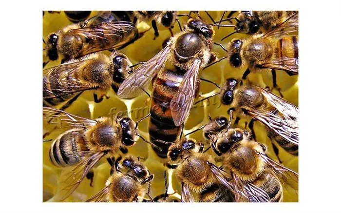Пчелиный мед, рецепты и формулы канди