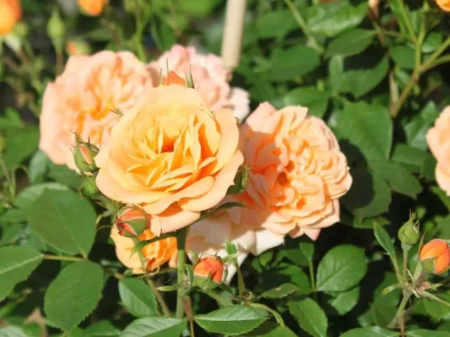 Миниатюрные розы: 15 лучших сортов привлекательных маленьких девиц с фотографиями и описанием