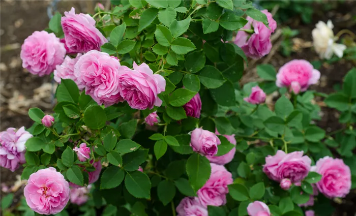 Сорта для розового сада