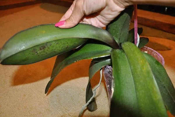 Ослабление листьев у орхидей может быть вызвано недостаточным или чрезмерным поливом