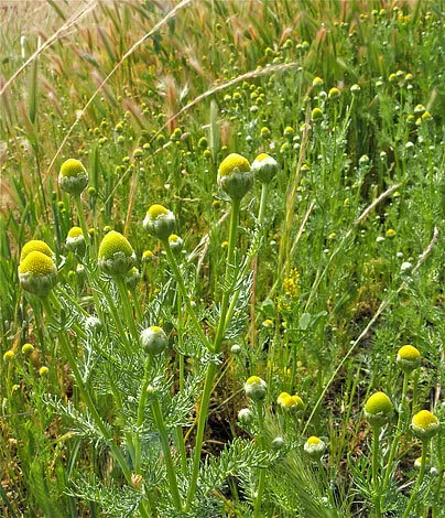 Matricaria occidentalis