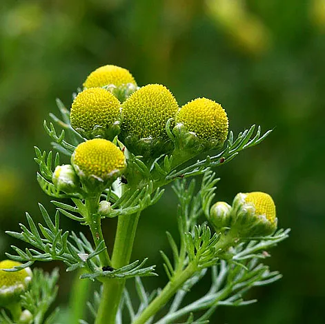 Matricaria discoidea