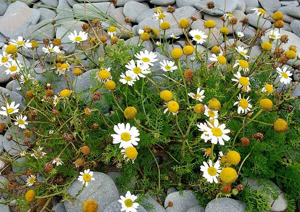 Matricaria rupestris