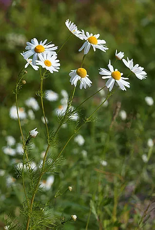 Matricaria chamomilla