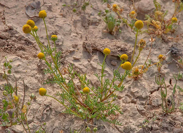 Matricaria aurea