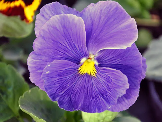 Viola witrockiana