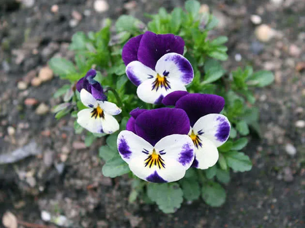 Viola witrockiana