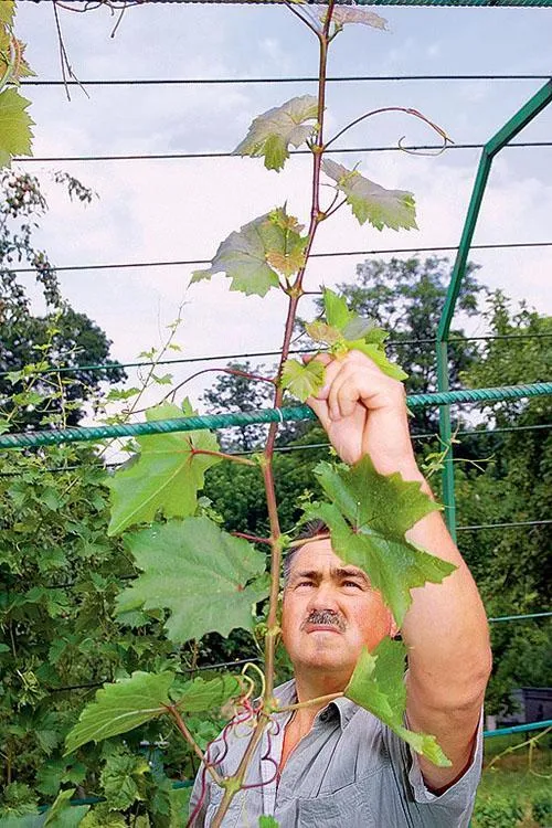 Своевременное связывание виноградников