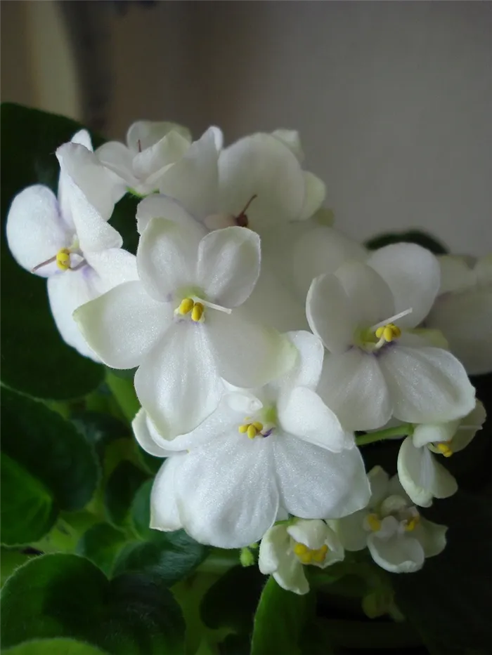 Цветы для спальни - пять благоприятных растений