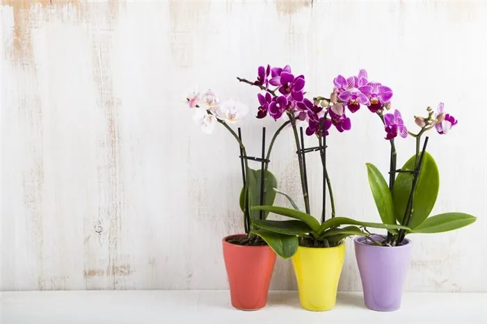 Цветы для спальни - пять благоприятных растений