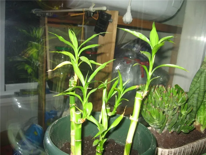 Обучение правильному выращиванию комнатного бамбука