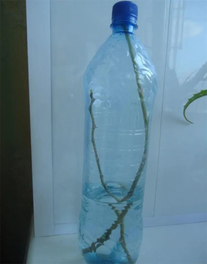 отделенный цветонос в бутылке