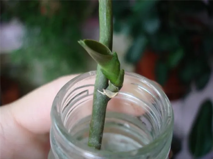 как вырастить орхидею из цветоноса