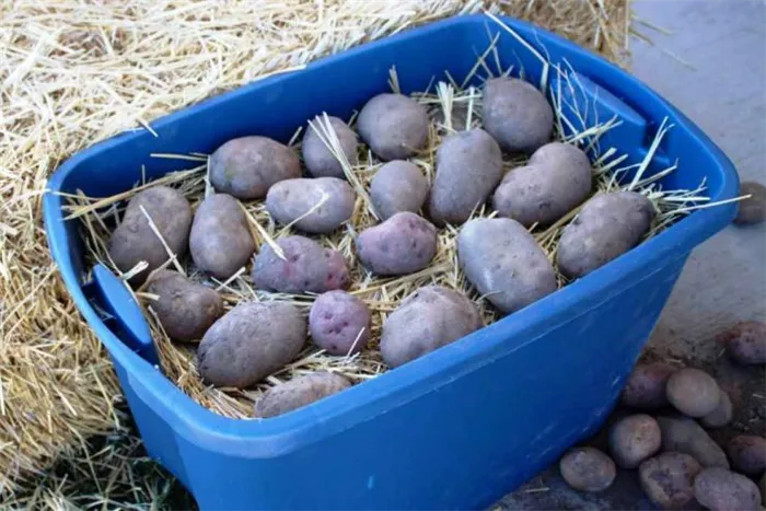 Хранение семян картофеля