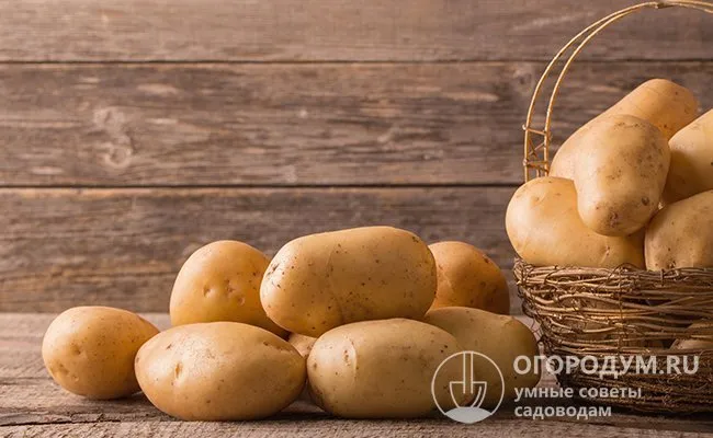В городских квартирах картофель можно хранить в плетеных корзинах или под раковиной в деревянных или пластиковых ящиках. Их также можно хранить на балконах, в лоджиях или в коридорах.