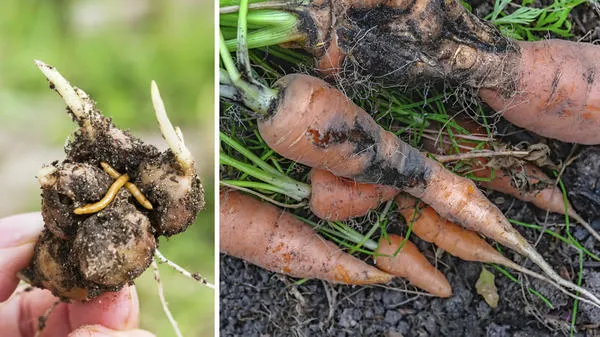 Помимо картофеля, жуки-проволочники могут поражать луковицы, морковь и другие растения.