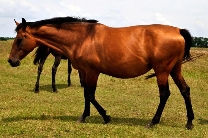 темно-каурый конь