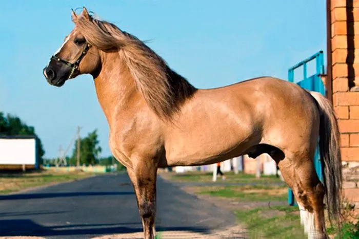 светло-каурый конь