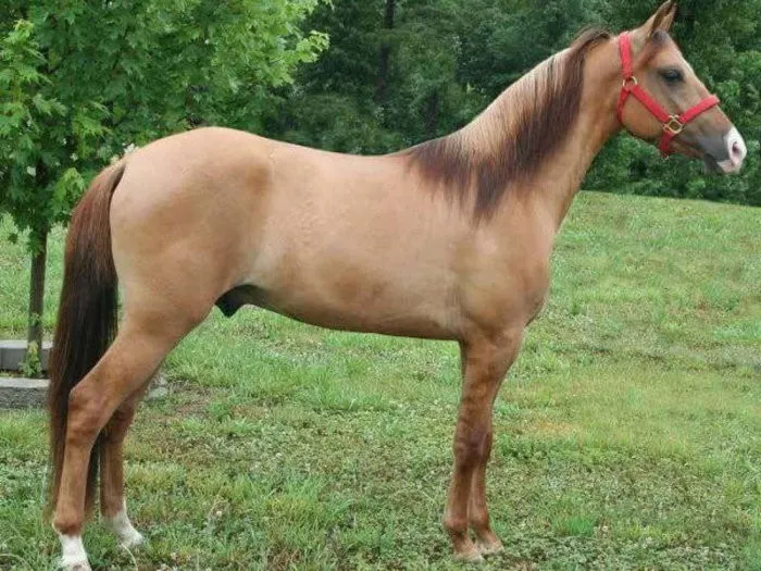Светло-каурая лошадь