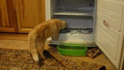 Определите свой холодильник правильным образом