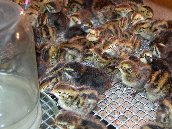 Инкубация птенцов перепелов