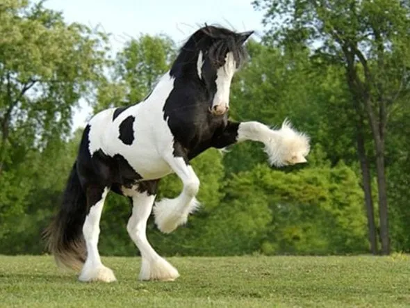 Лошадь, порода Клайдесдаль