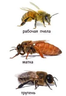 Рабочие пчелы, трутни и королевы
