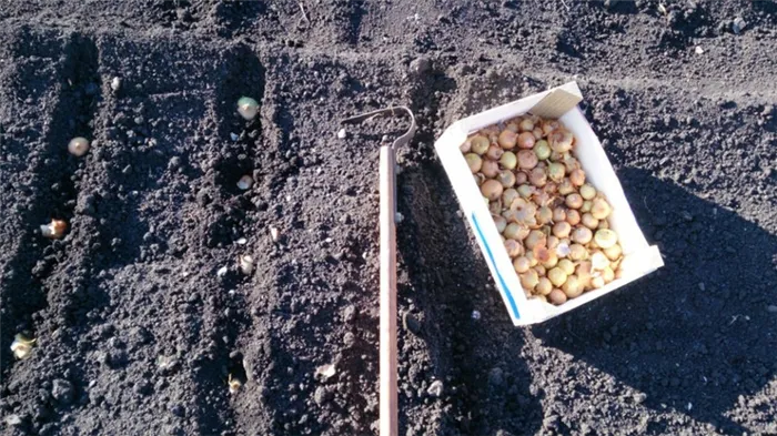 Техника посадки лука: как правильно сажать и выращивать лук.
