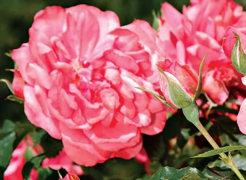 Вьющаяся роза с крупными цветами, Rosarium Uete
