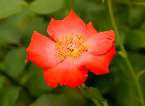 Роза флорибунда, сорт Козима